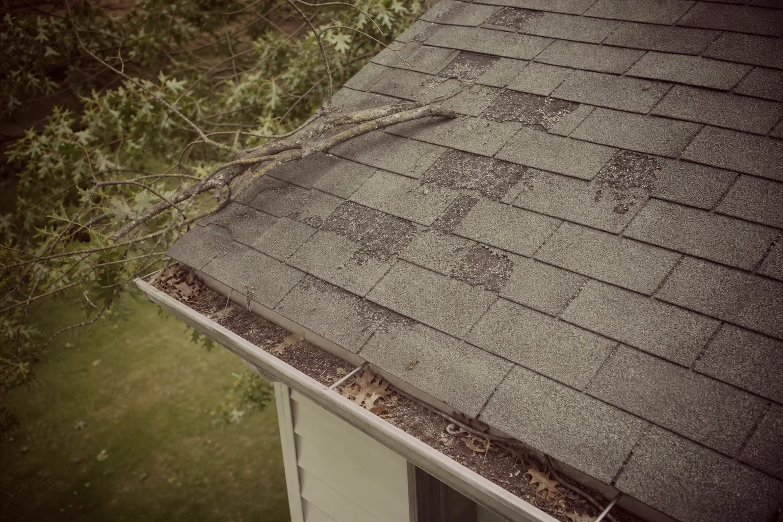 A residential roof and gutter line photographed from above at a slight angle, with visible shingle granule loss and a tree limb resting near the roof edge