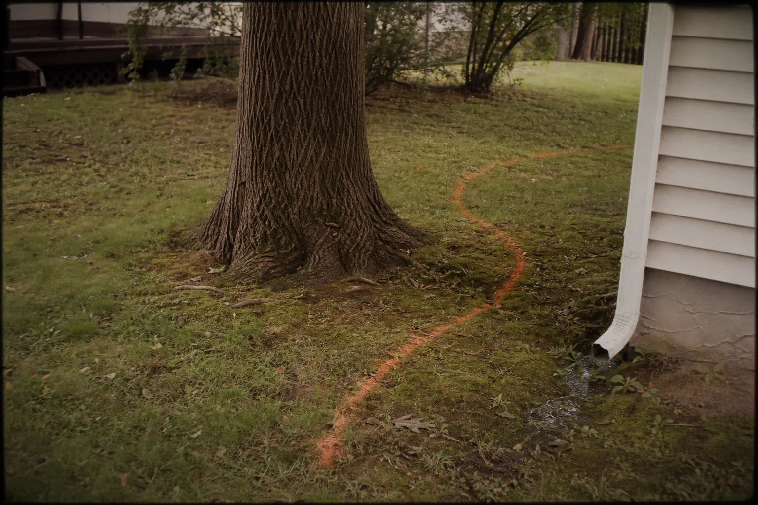 A mature deciduous tree standing in a suburban back yard between a house downspout outlet and a low, damp corner of lawn, with orange marking paint on the gr...